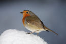 09-8804 Robin Erithacus rubecula in Snow